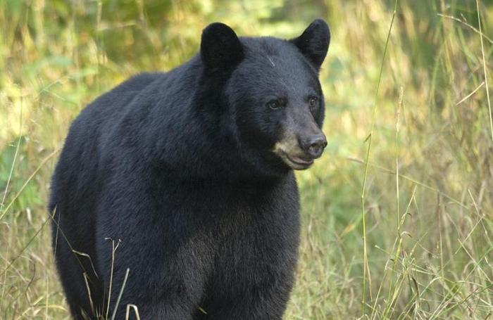 Michigan black bear ice cream