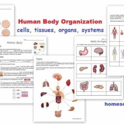 Cells tissues organs systems worksheet