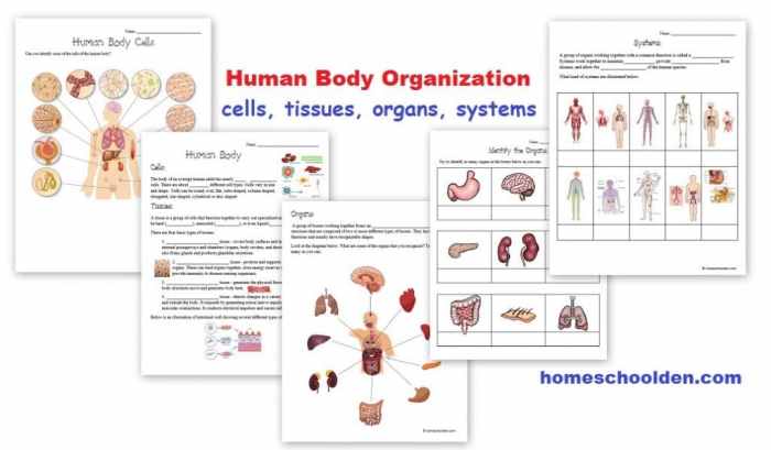 Cells tissues organs systems worksheet