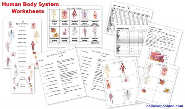 Organs body systems human cells tissues worksheets den homeschool system liesl april