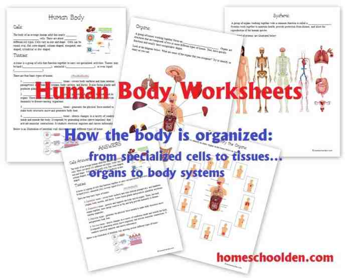 Cells tissues organs systems worksheet