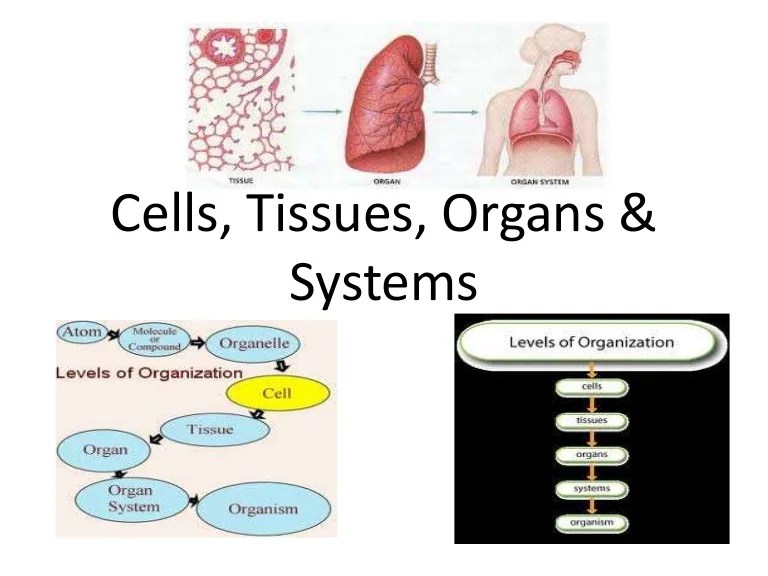 Worksheet tissues organs systems k12reader grade comprehension reading 5th print click