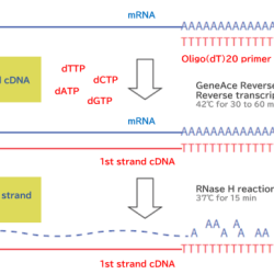 The first strand cdna synthesis corresponds to the