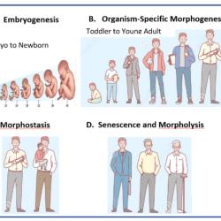 Match the maturational stressors with an appropriate coping mechanism.