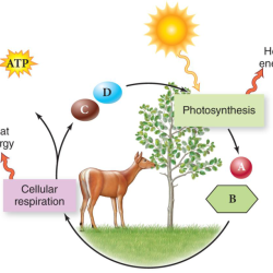 Photosynthesis and cellular respiration venn diagram answer key