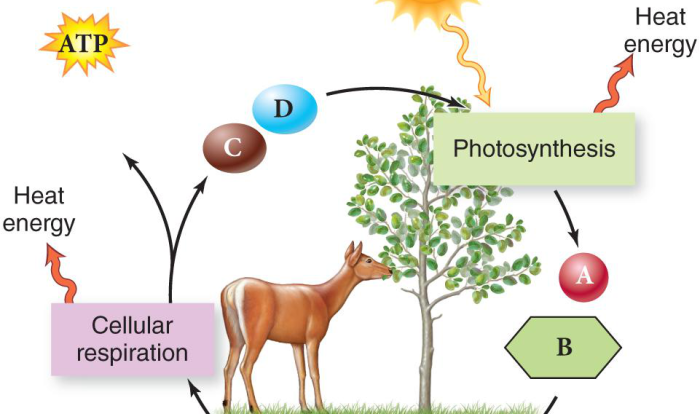 Photosynthesis and cellular respiration venn diagram answer key