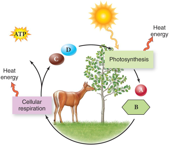 Photosynthesis and cellular respiration venn diagram answer key