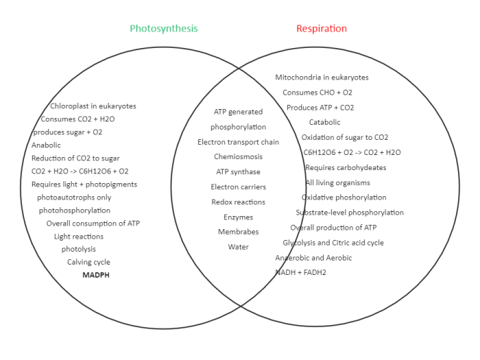 Photosynthesis and cellular respiration venn diagram answer key